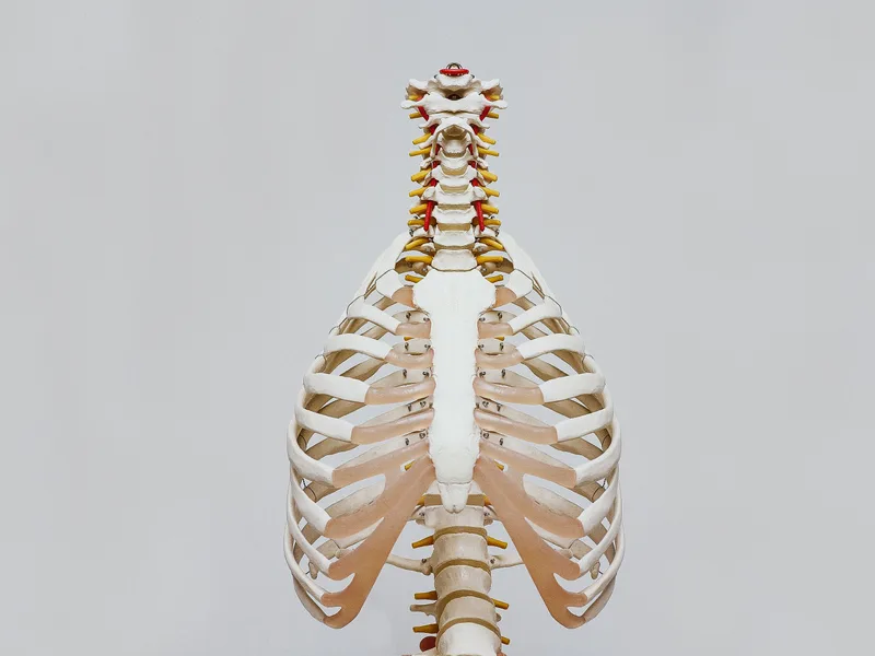 How X-Rays works at Atnip Chiropractic